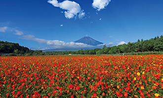 山中湖　花の都公園